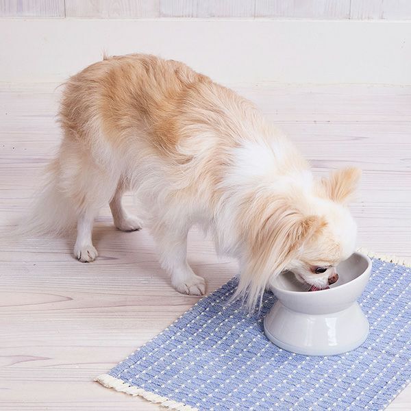 Petio - Add Mate 斜口陶瓷 低身易食碗 S (犬貓合用) (A27656) (81602800)