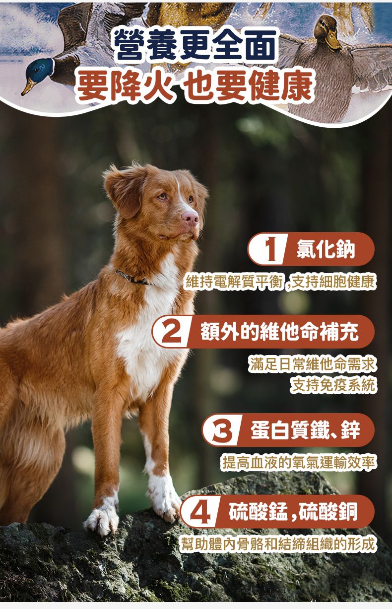 Taste of the Wild - #W55 TOW 無穀物鴨肉配方 (成犬糧)12.2KG (90102385)