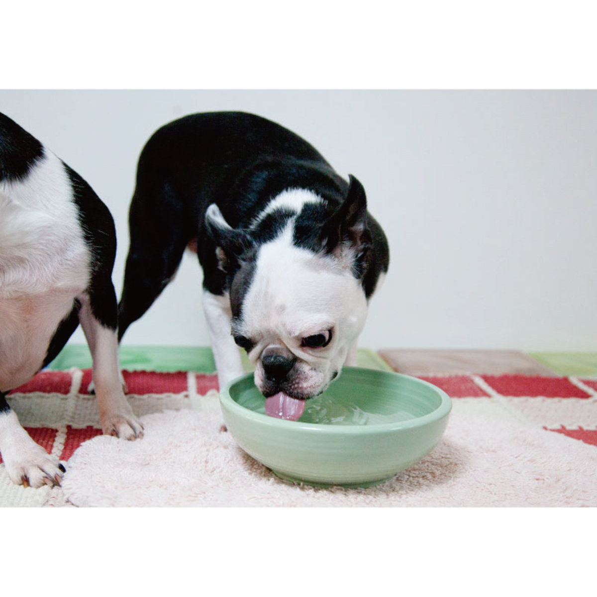 Petio - W25305 Petio #F20 陶瓷犬用健康碗 S (91501690)