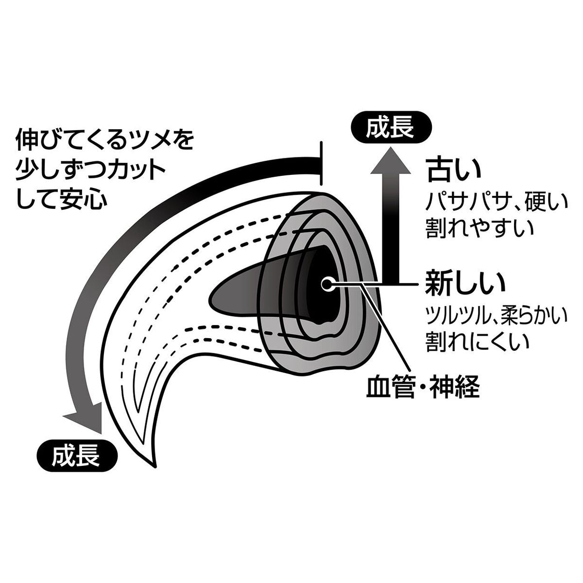 Petio - Self Trimmer 日本製職人手工製 貓用雙刃指甲剪 防深剪設計 (91603587)