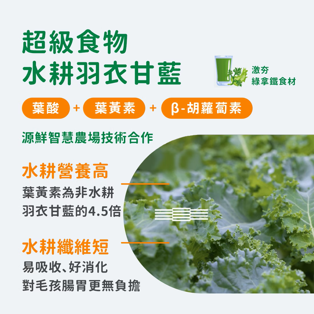 Hojja - 賀家 [無穀物 貓咪 主食罐] 低敏脂香鴨 (165g) X 6罐 (90403740X6)