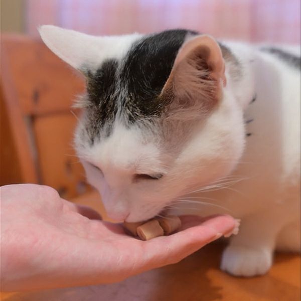 Petio - W13714 #B120 Meaty無添加吞拿魚味流心肉粒 (輔助喂藥 牛磺酸?DHA?EPA+)貓小食 10gx4小袋  (90602688)