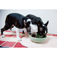 Petio - W25305 Petio #F20 陶瓷犬用健康碗 S  (91501690)