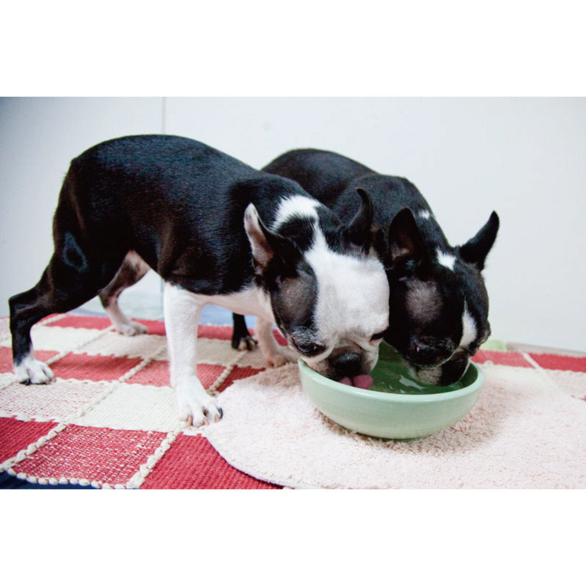 Petio - W25306 Petio #F21 陶瓷犬用健康碗 M  (91501691)