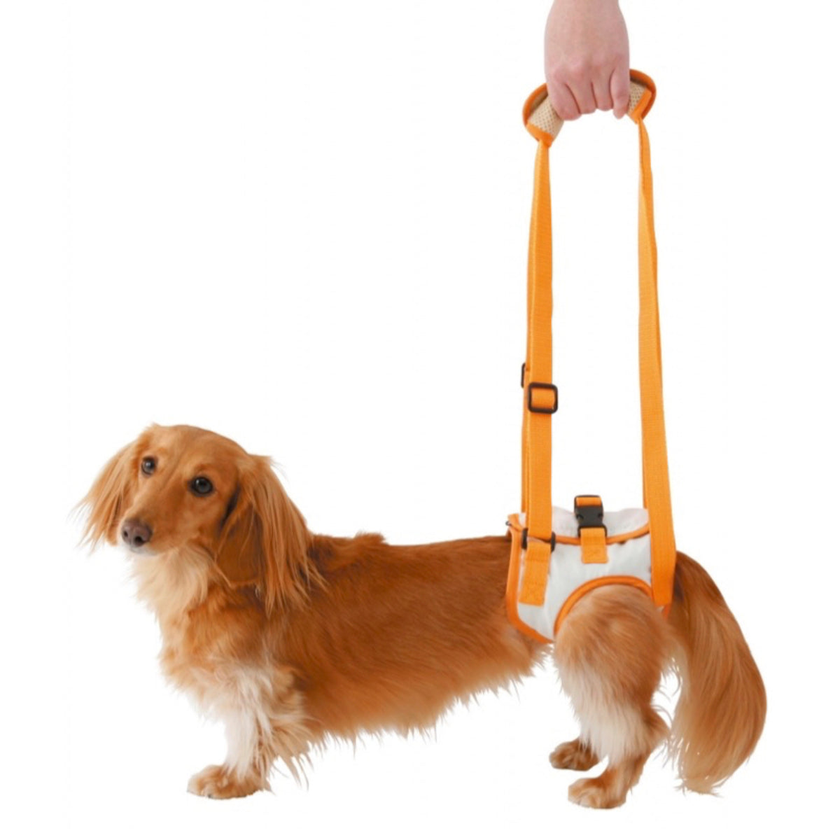 Petio -  (W23628) #D7 zuttone高齡犬護理專用.步行輔助背帶 (後足)M  (91601347)