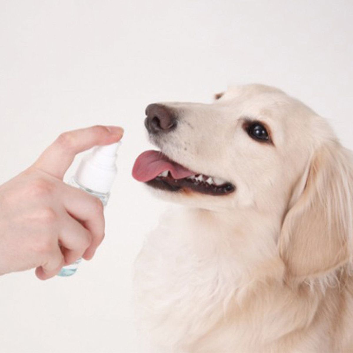 Petio - W20615 Petio Dental Spray - Dog & Cat 50ml Petio猫犬口腔清潔噴霧50ml  (91602283)