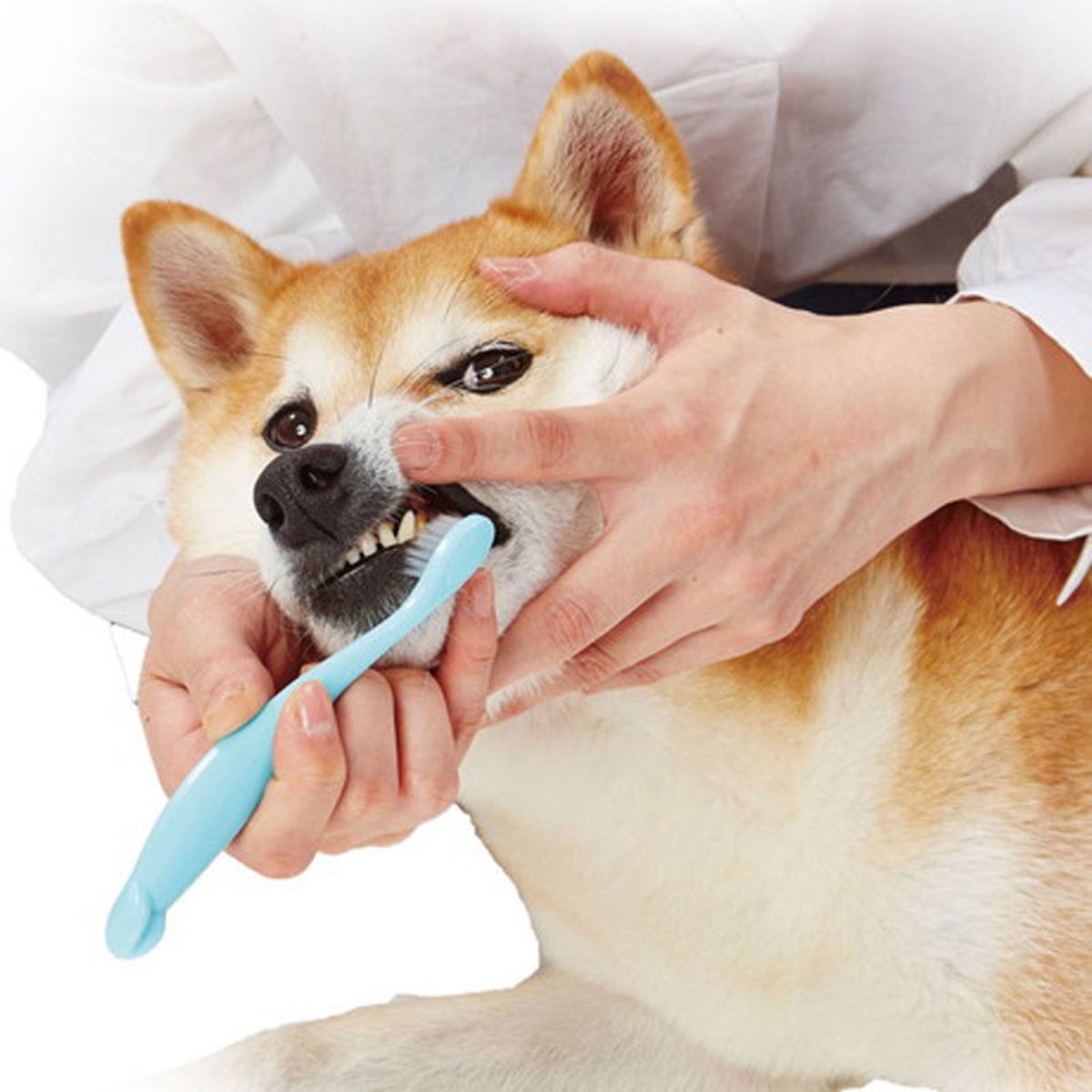 Petio - W26479 #F156 Petio 貓犬專用 纖細軟毛短柄潔齒牙刷  (91602629)
