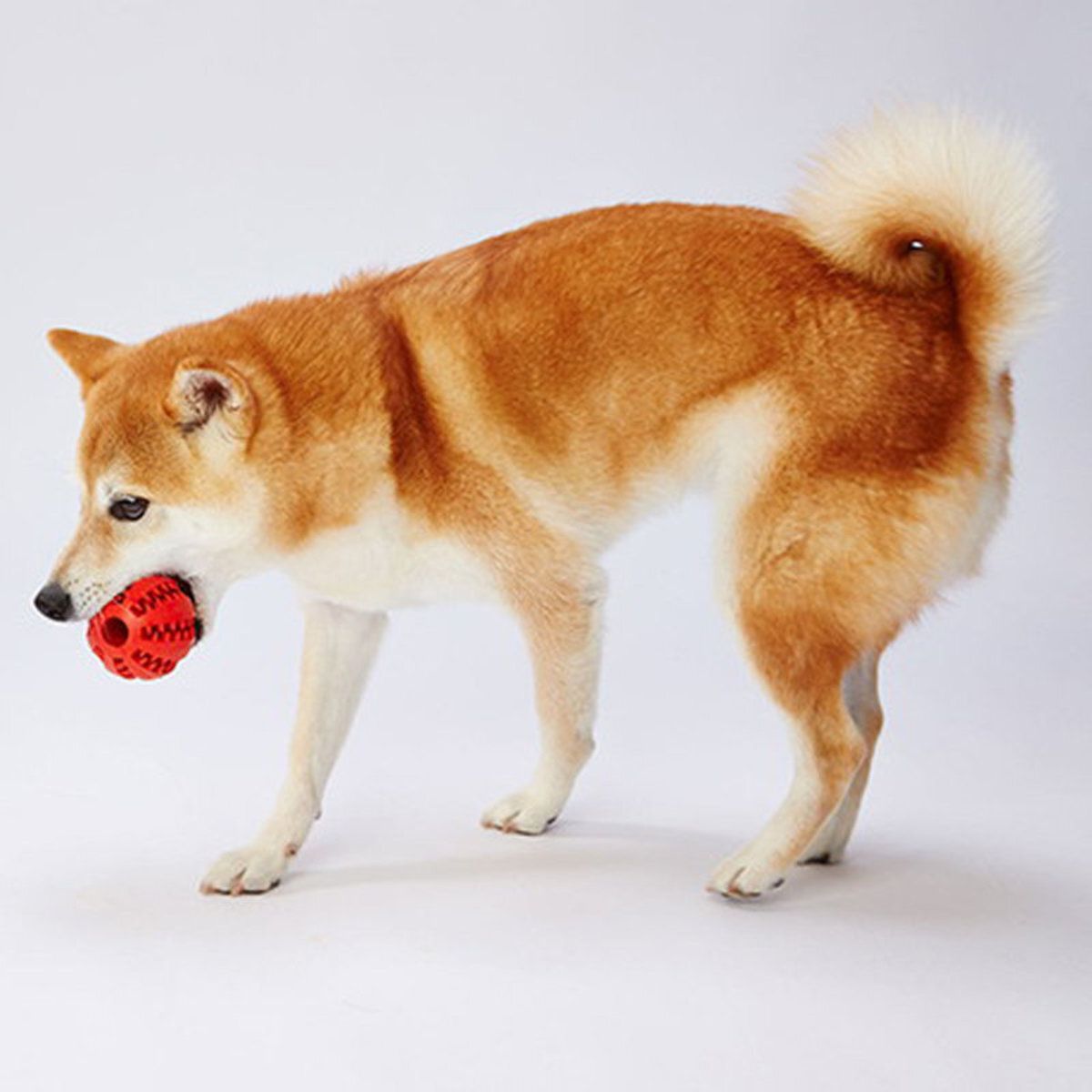 Petio - W26475 #G152 TREATS LOVER 潔齒零食狗玩具球 M  (可塗牙膏)  (91602726)